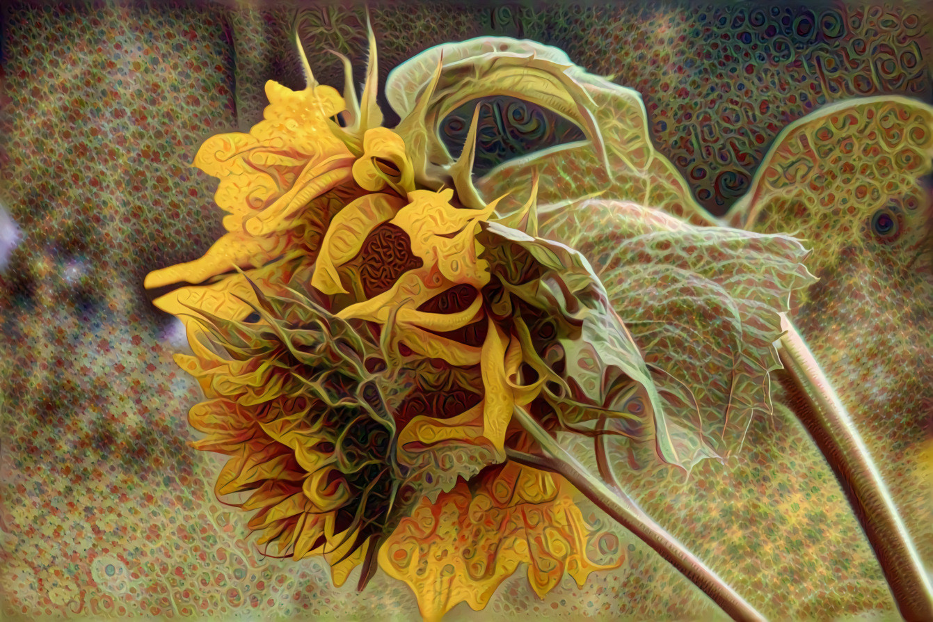 Faded Autumn Sunflower