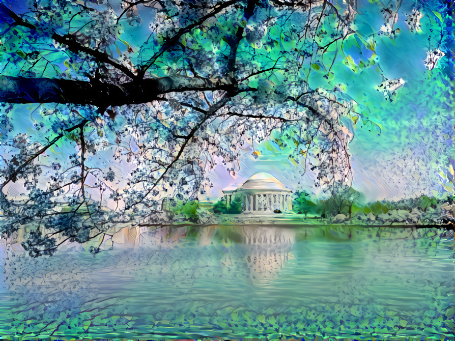 Cherry Blossoms -Washington DC
