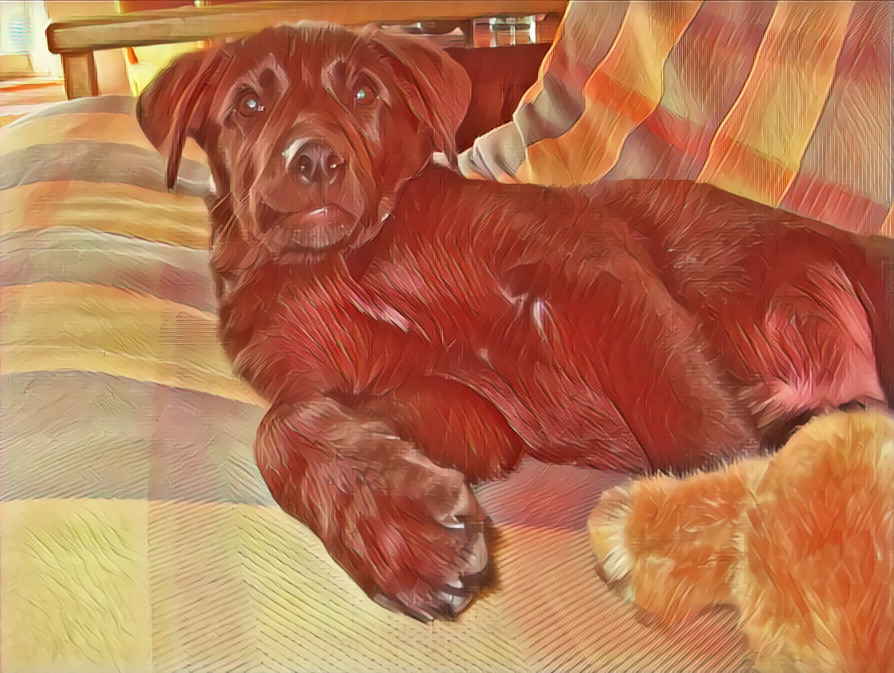 Relaxing Lab On Couch