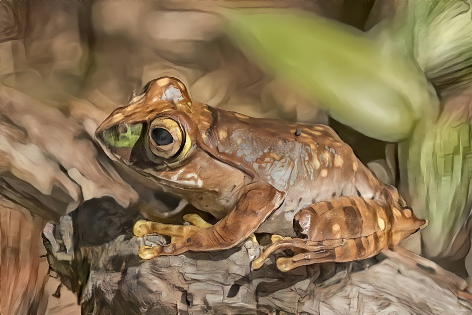 Madagascar_bright-eyed_frog