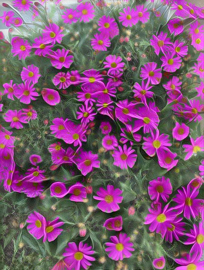 chrysanthemum flowers