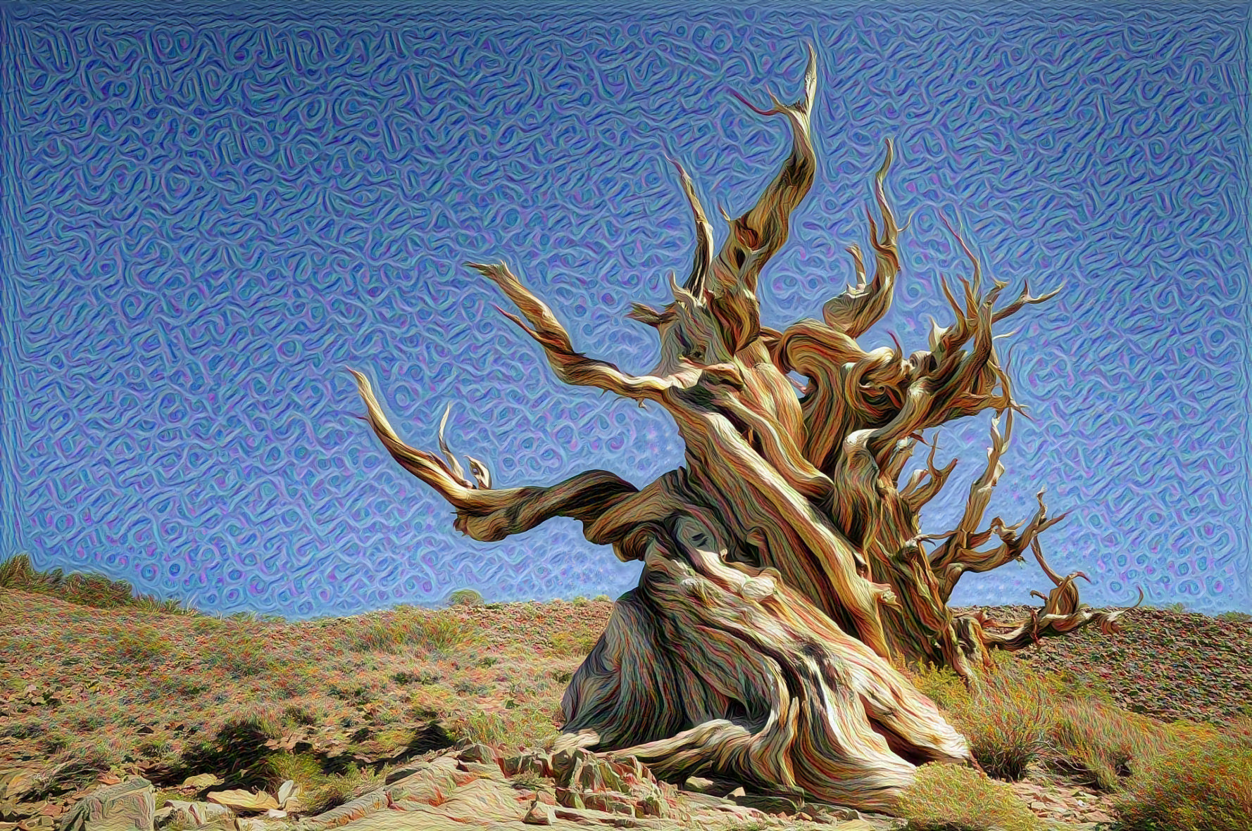 Ancient Bristlecone Pine