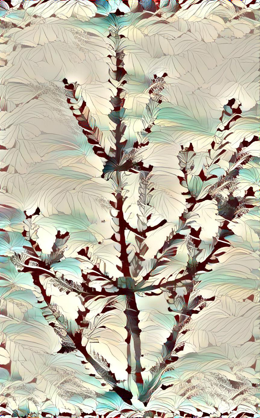 Hibiscus Pine