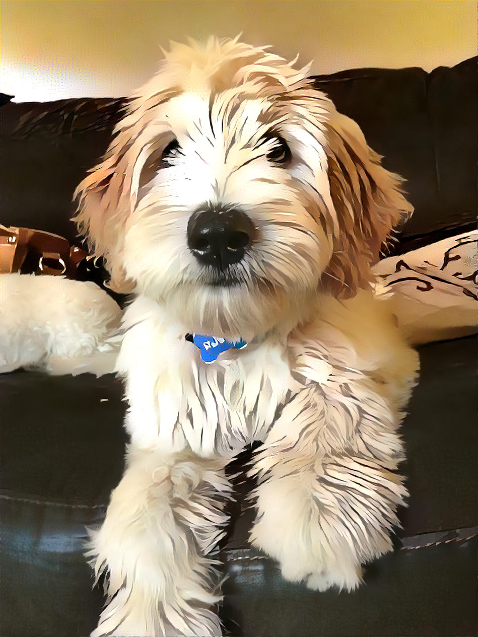 Labradoodle Couch Sitting