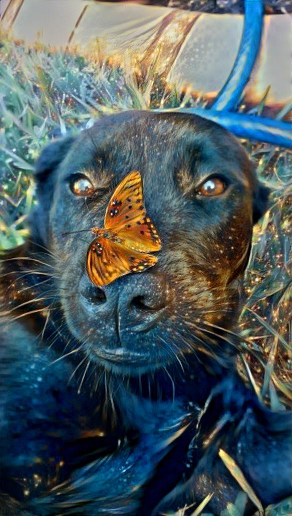 Dog and butterfly