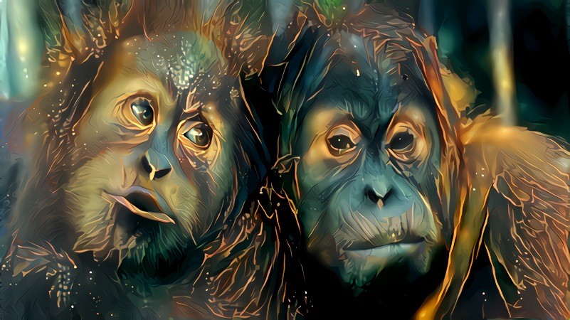 Orangutans