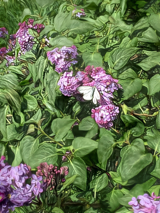 Butterfly on a blooming plant