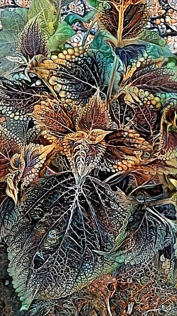 Coleus 