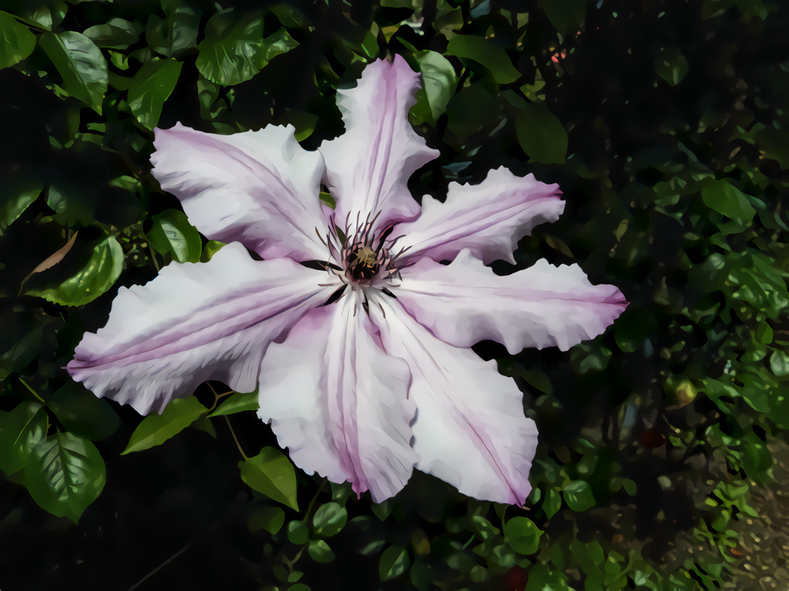 Lavender Hibiscus