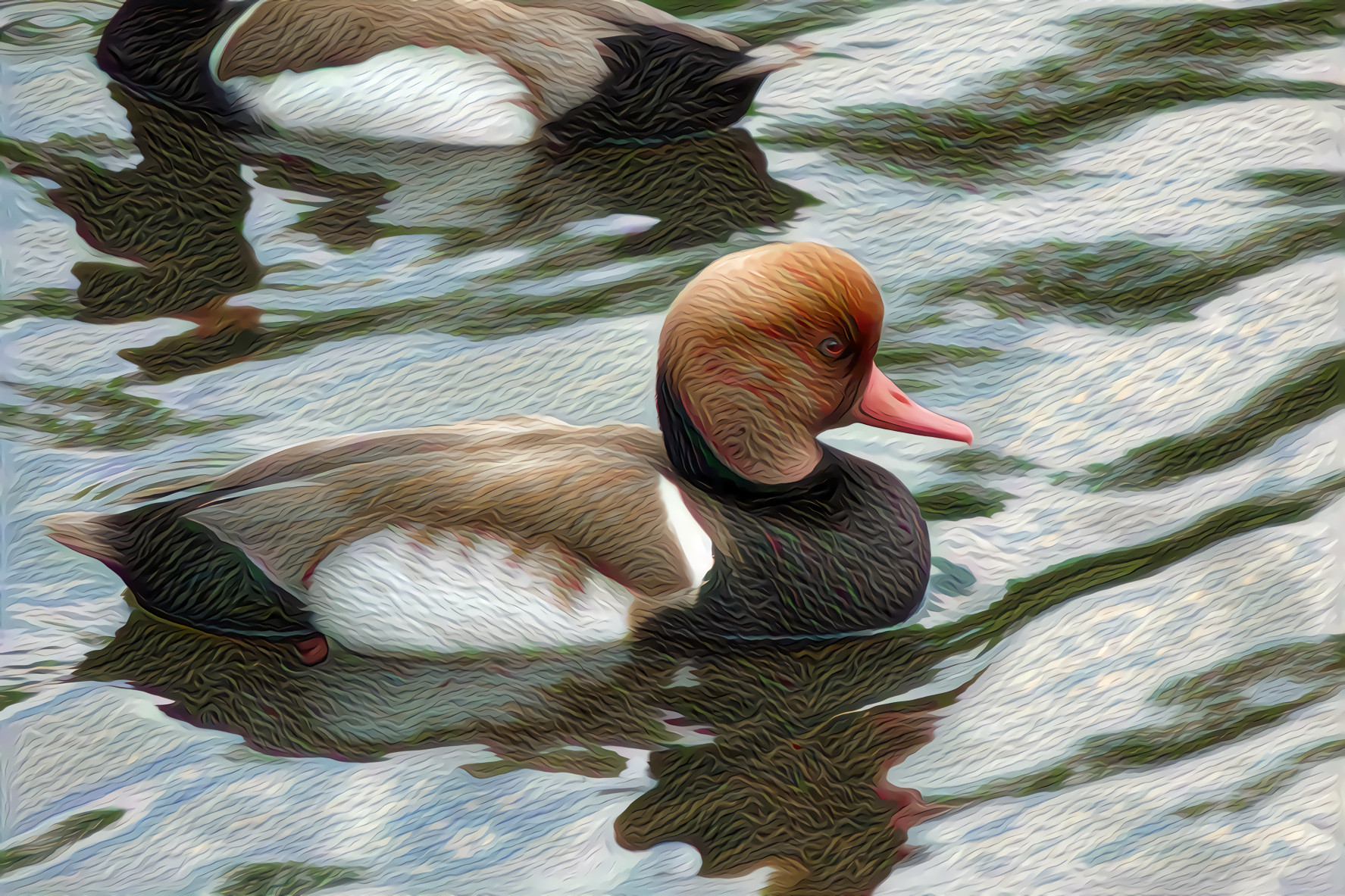 Red Crested Pochard Duck