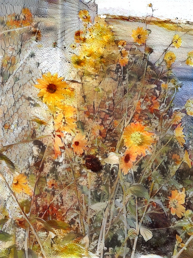 Sunflowers along the fence