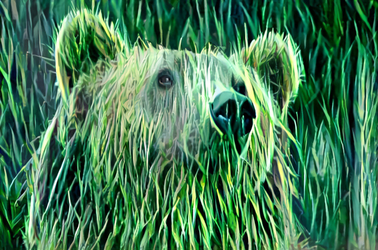 Grassbear