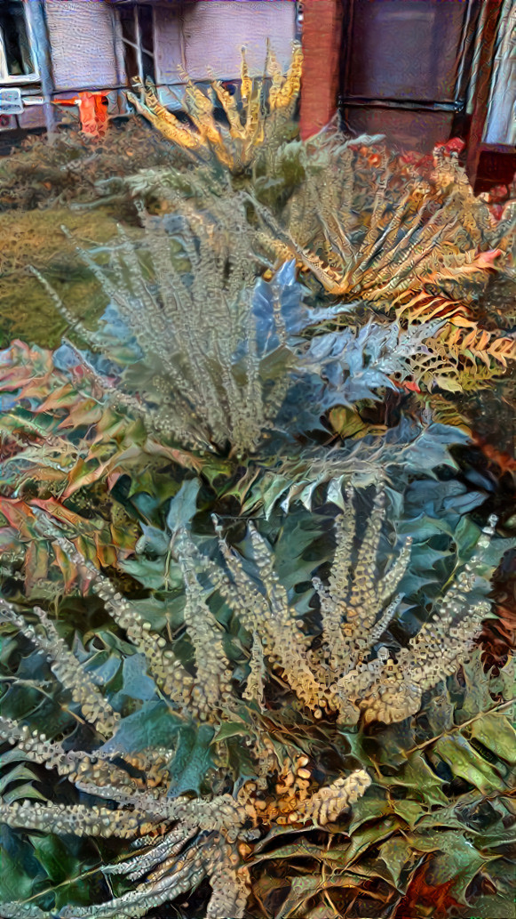 Mahonia