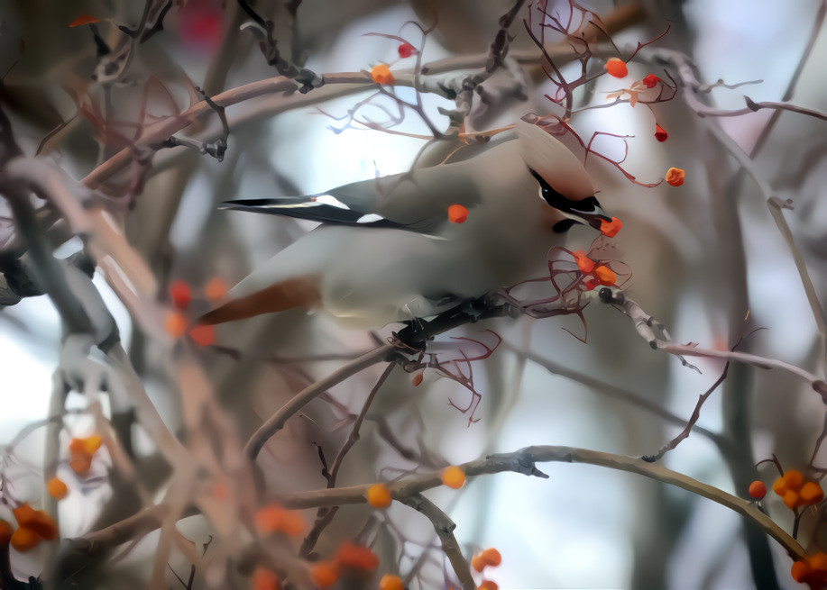 Bohemian Waxwing