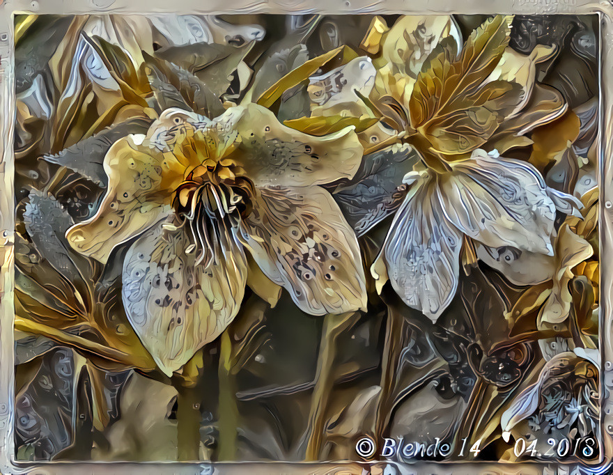 Hellebores