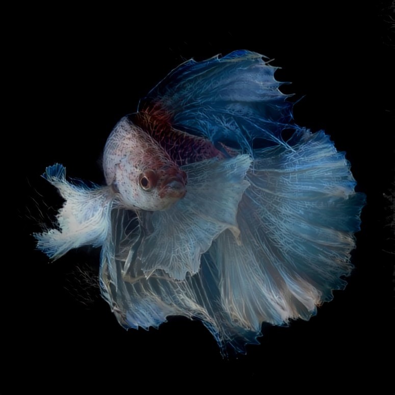 Siamese fighting fish - Betta splendens