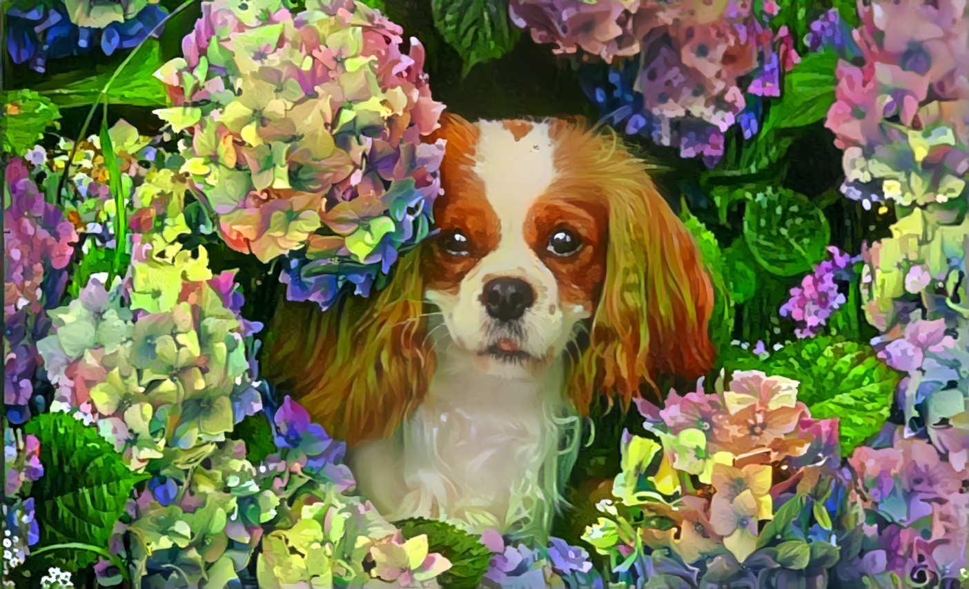 Spaniel 