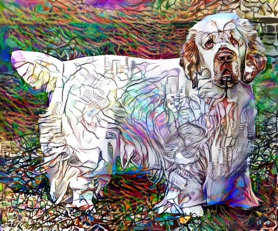 Clumber spaniel