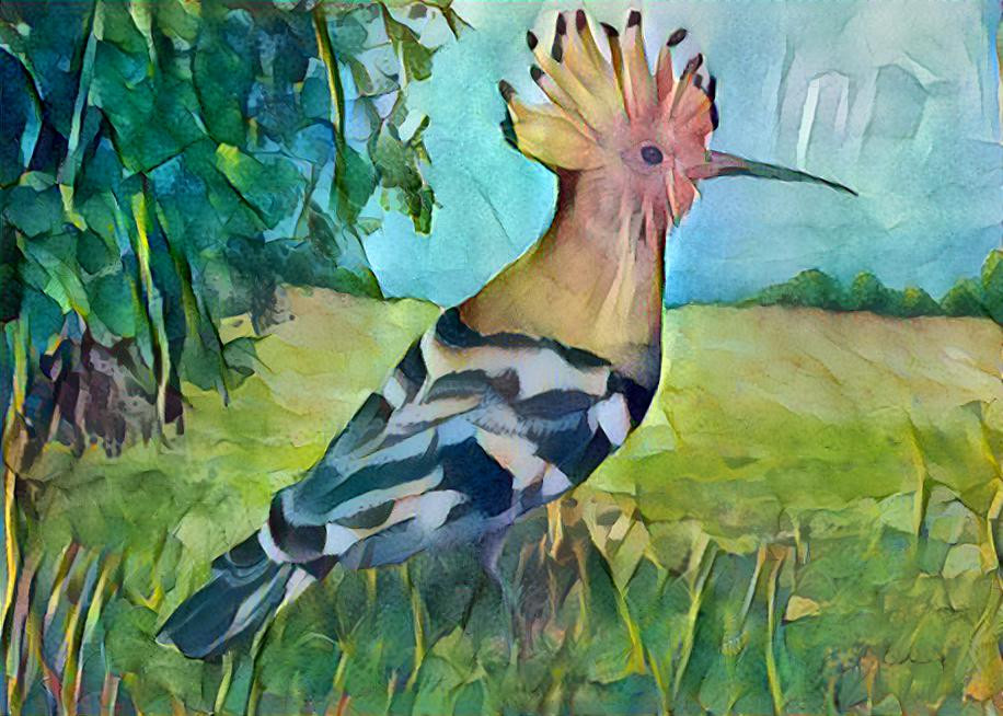 Hoopoe