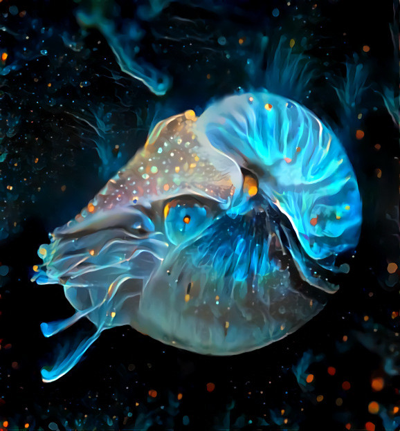 Celestial Nautilus