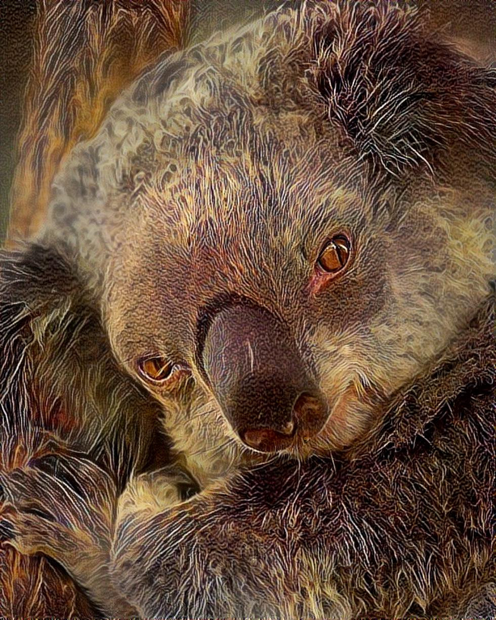 Koala [1.2MP]