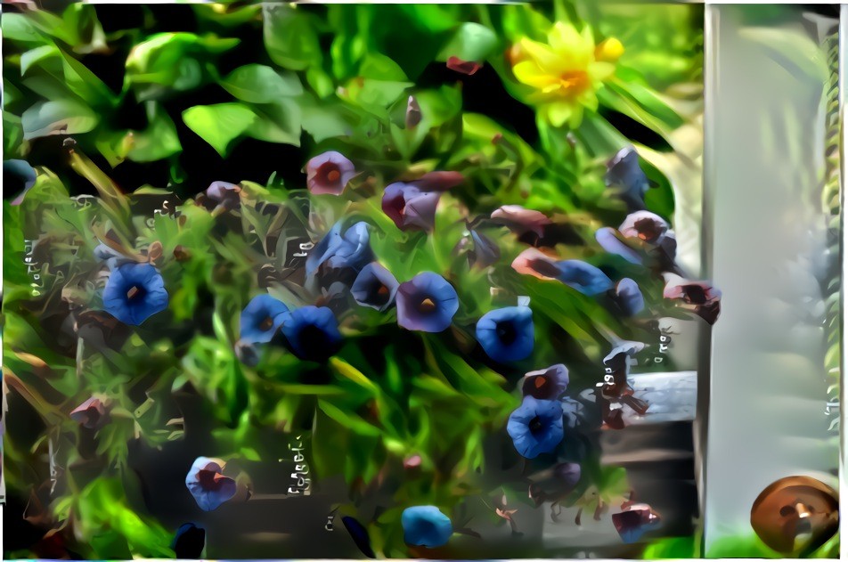 Blueberry fleurs