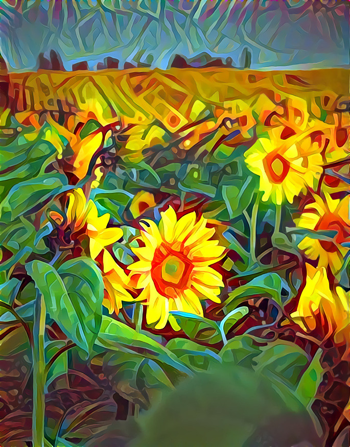 Field of Sunshine