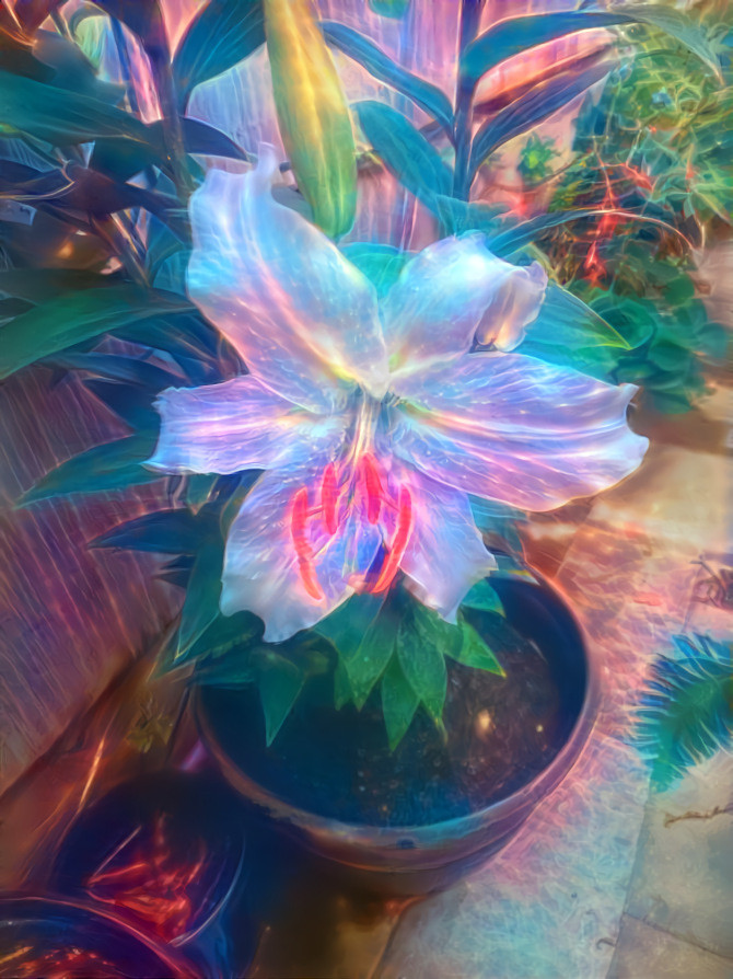 Celestial lilies