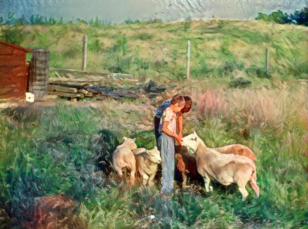 My father's photo of my brothers and their sheep.