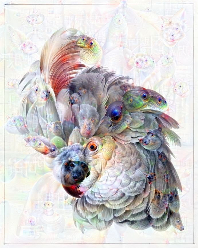 Cockatoo