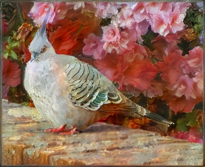 Crested Pigeon