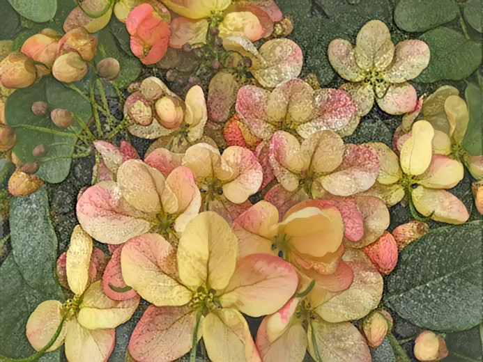 Flowers of the Rainbow Shower Tree, Kailua Kona, Hawai’i