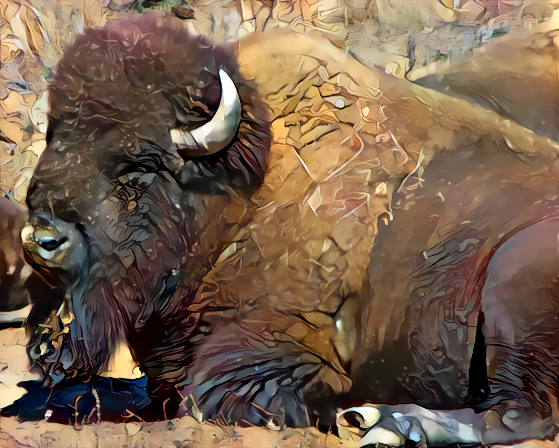 Bison