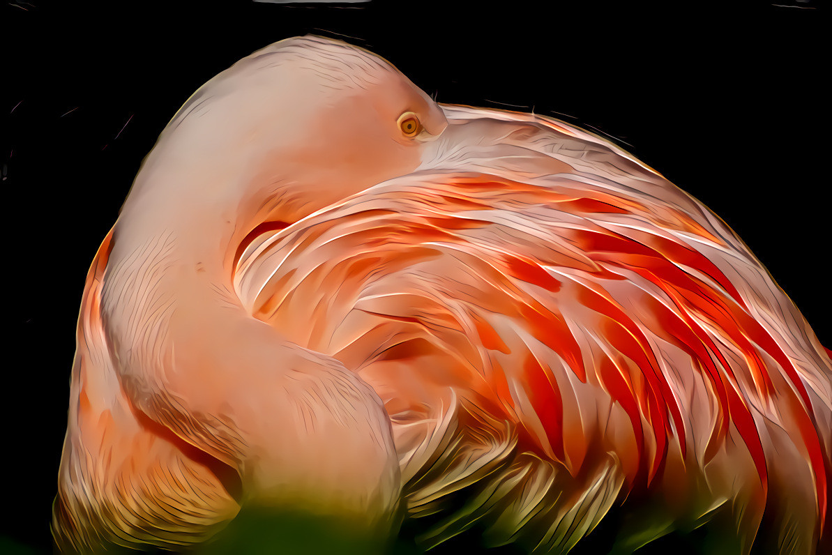 Flamingo