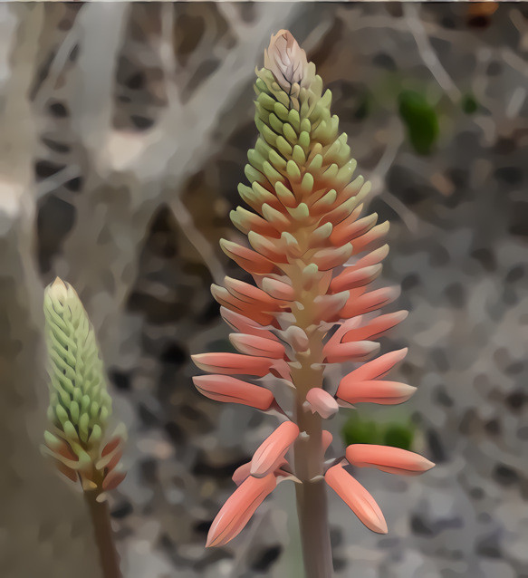 Aloe Vera