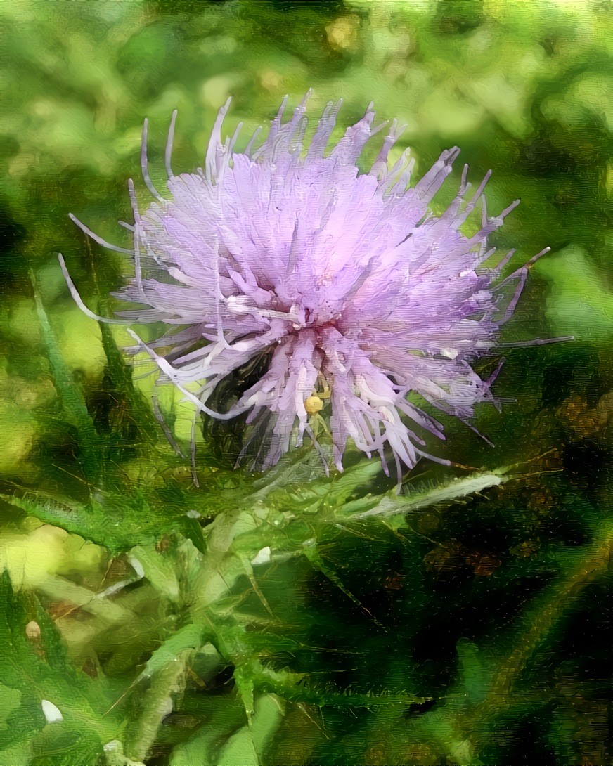 Thistle Flower. Source is my own photo.