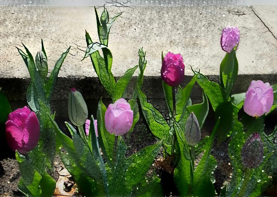 Tulips and fireflies photo by Deb Berk