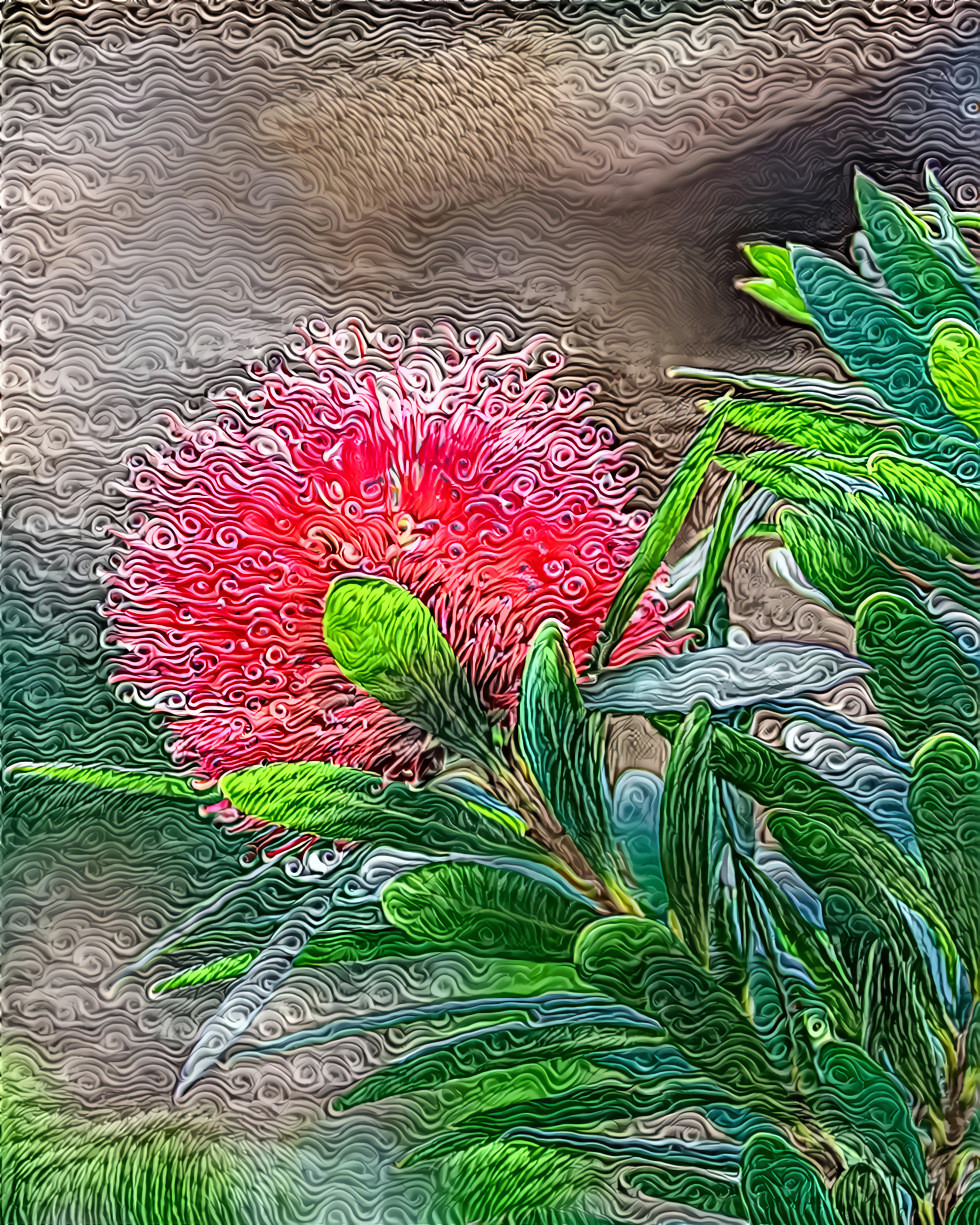 Little John Dwarf Bottlebrush