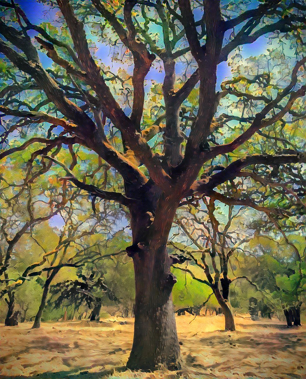 Valley Oak