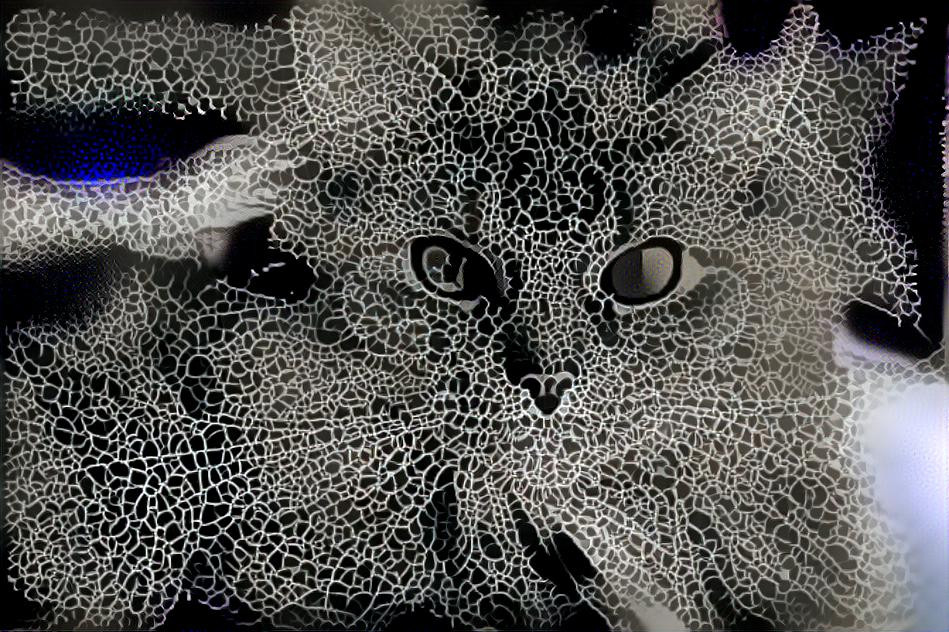 Cobweb Cat
