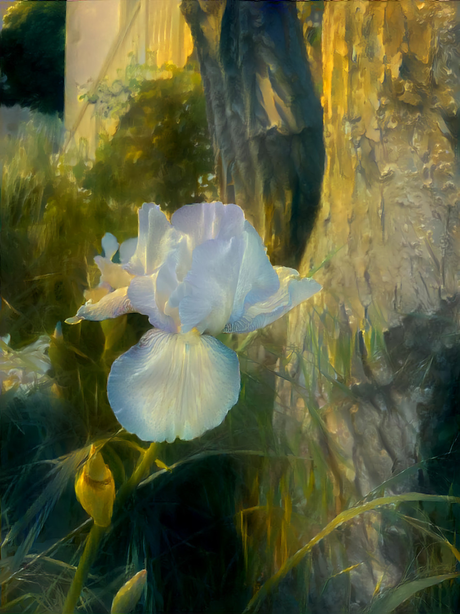 white iris 2