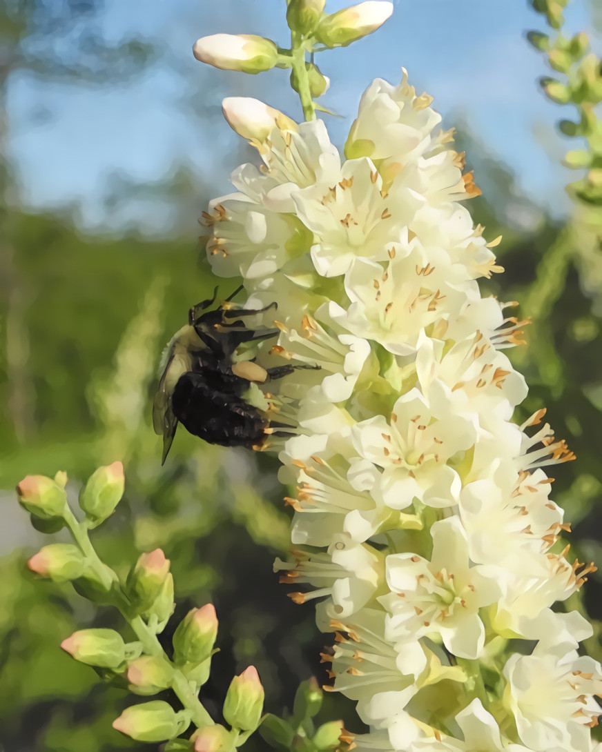 Bumble Pollinator.  Source is my own photo.