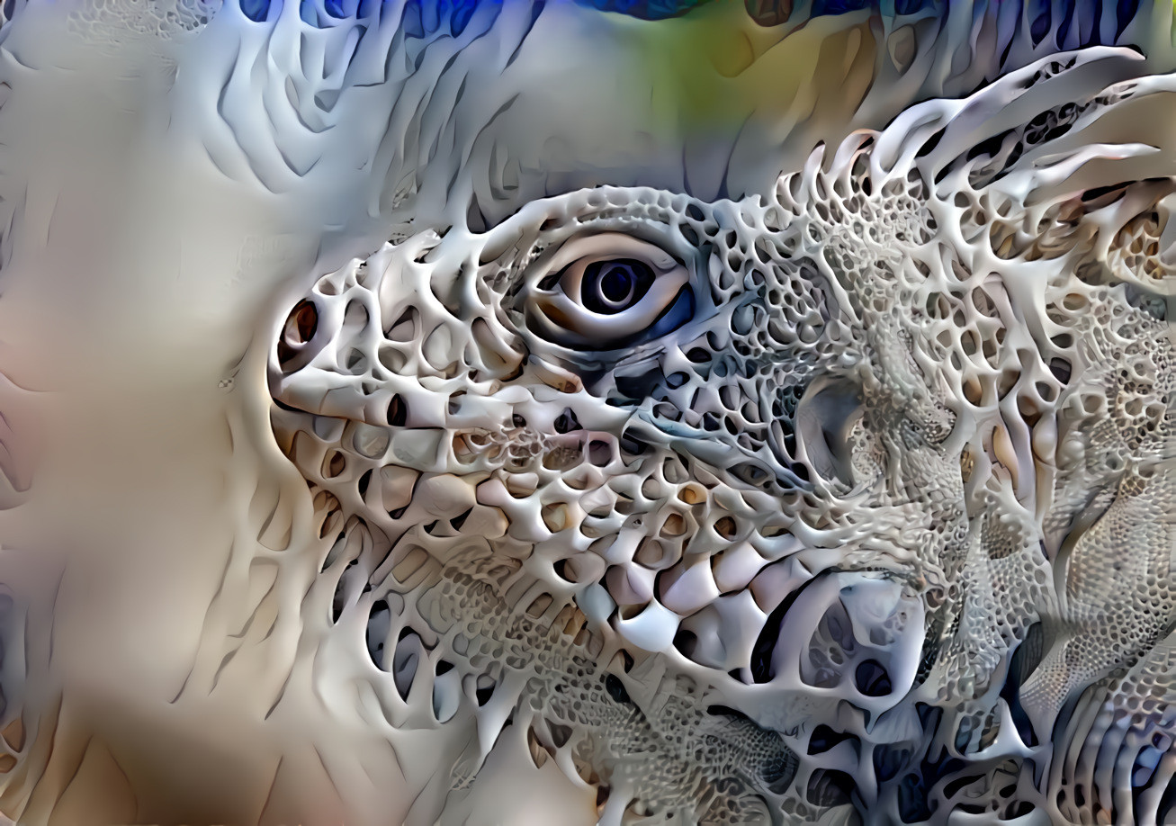 Iguana