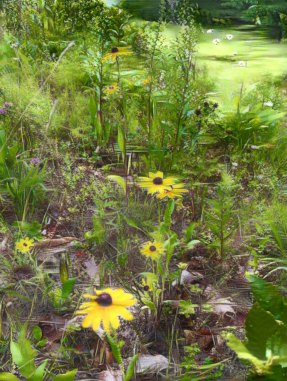 Black eyed Susan 