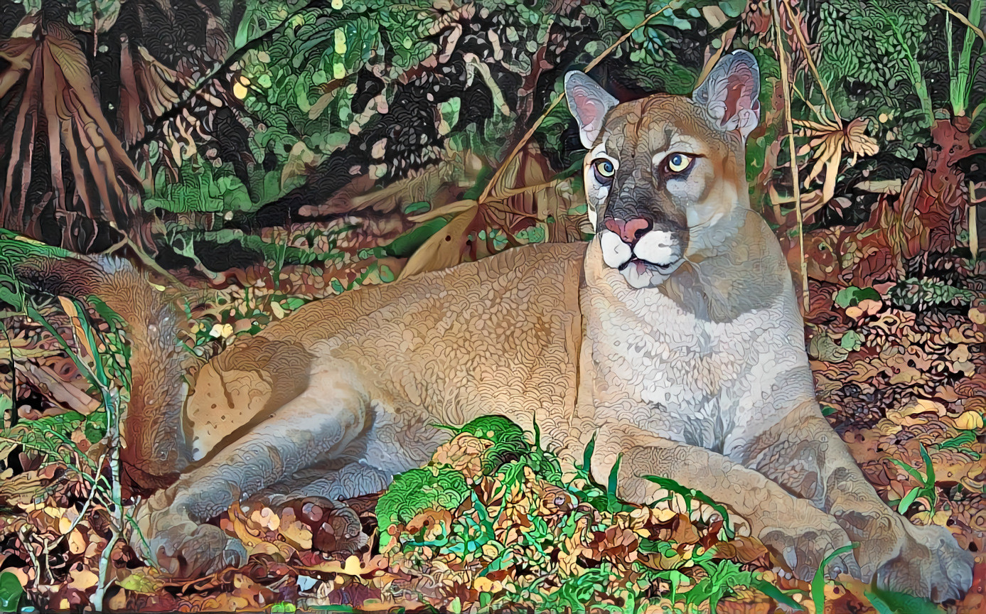 Florida Panther rev.