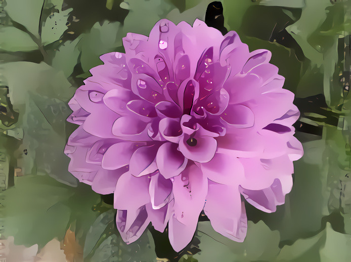 Dahlia #1.