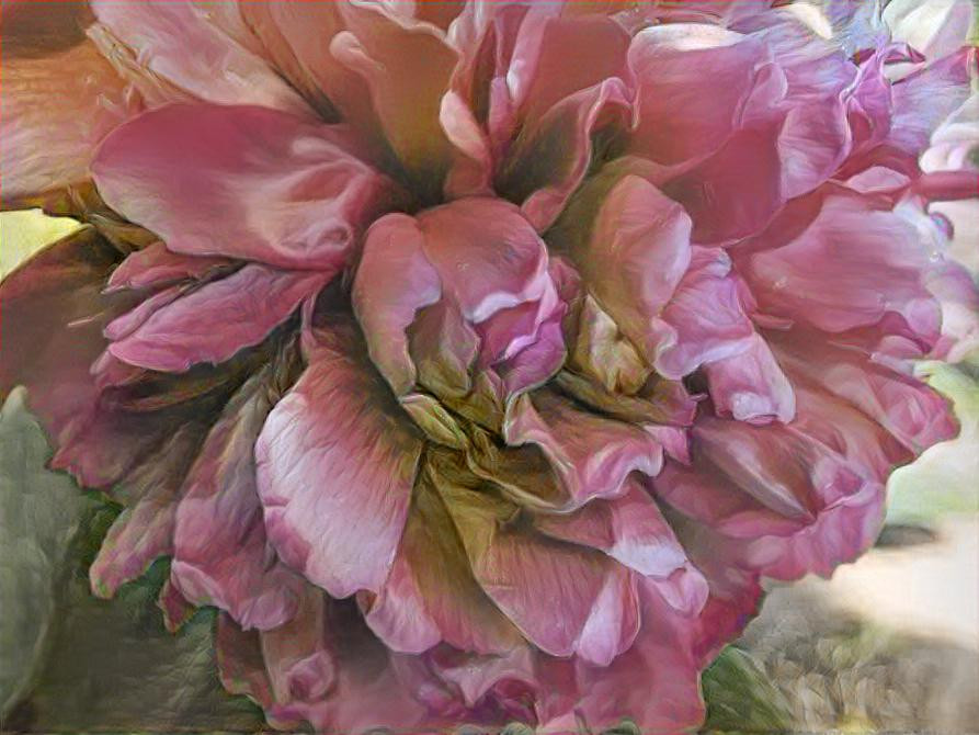 Peony