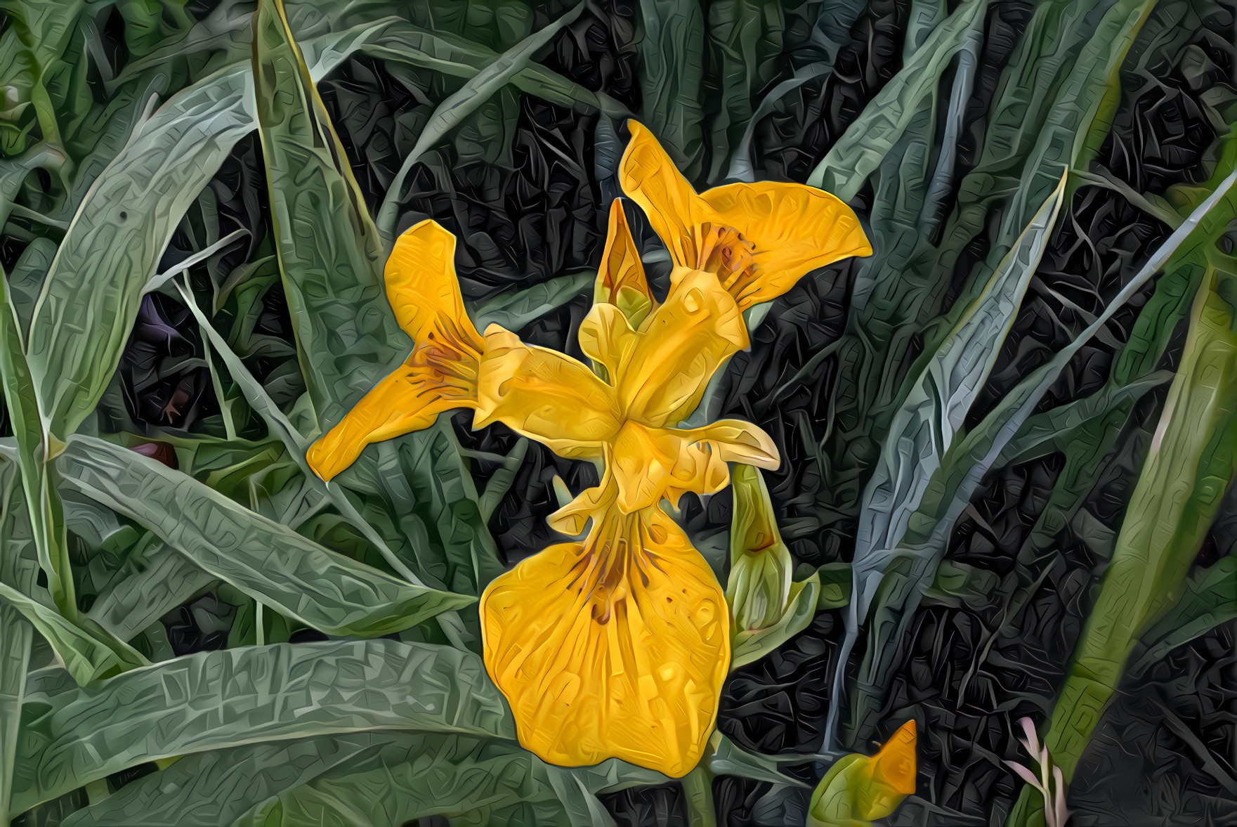 Yellow Wild Iris