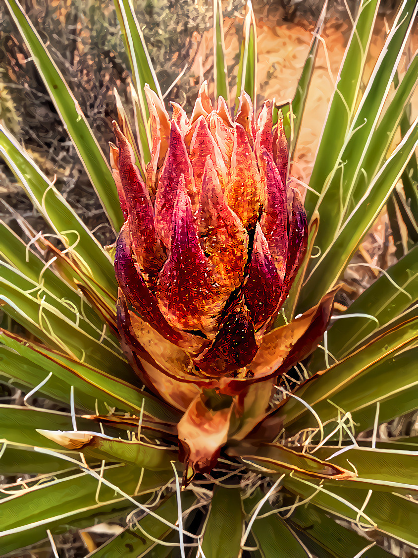 Banana Yucca, Red Rock Canyon