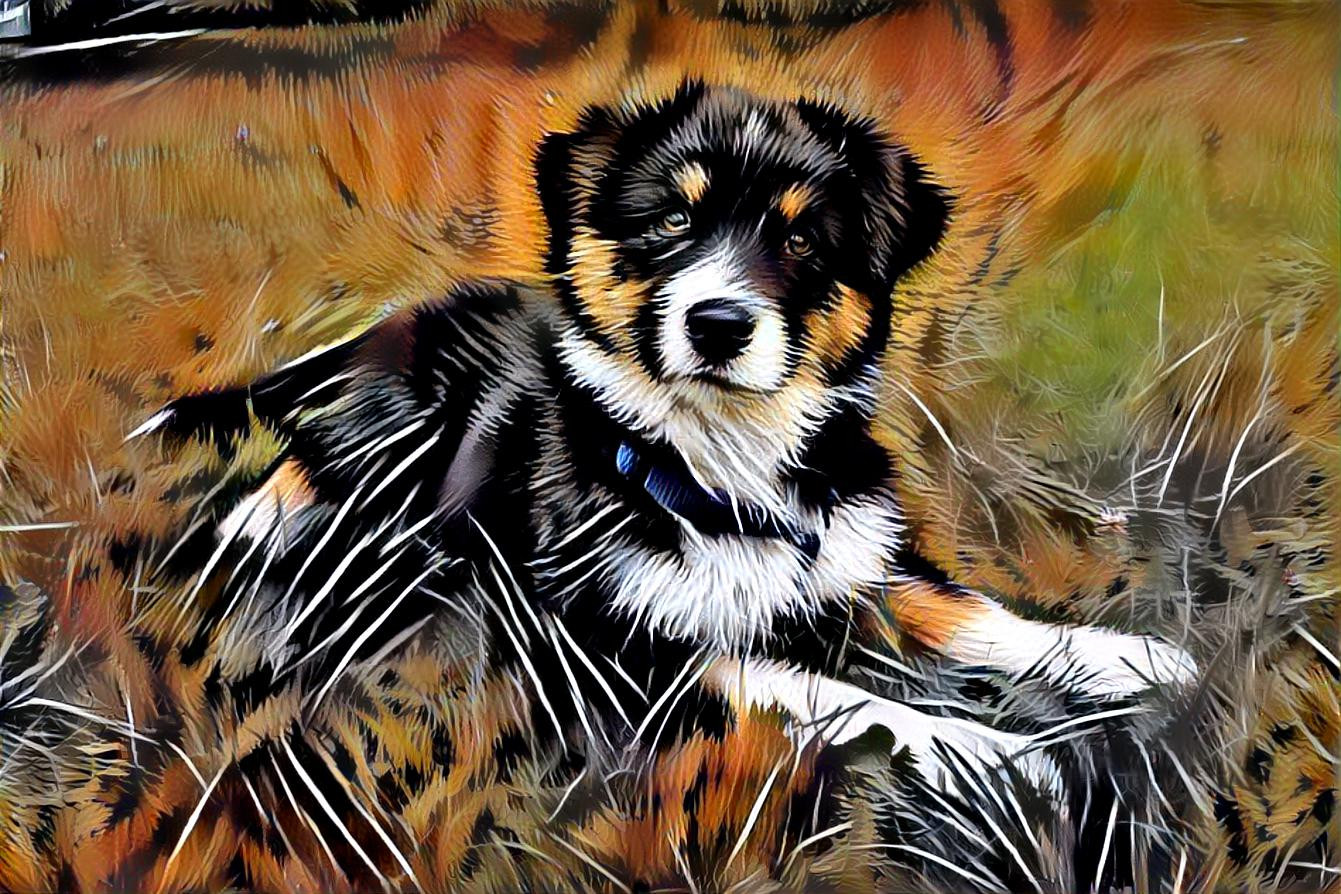 Jocelyn, Australian Shepherd